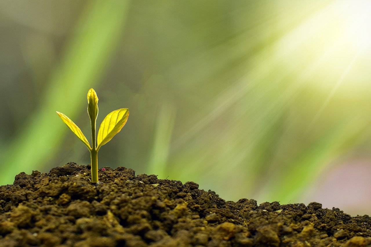 Tree Sapling - National Trust Donations